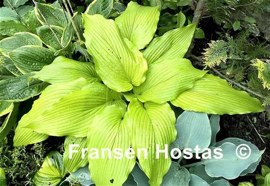 Hosta Scituate Sunrise